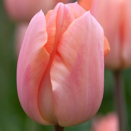Тюльпан Тріумф Apricot Beauty 10/11 (2 шт )