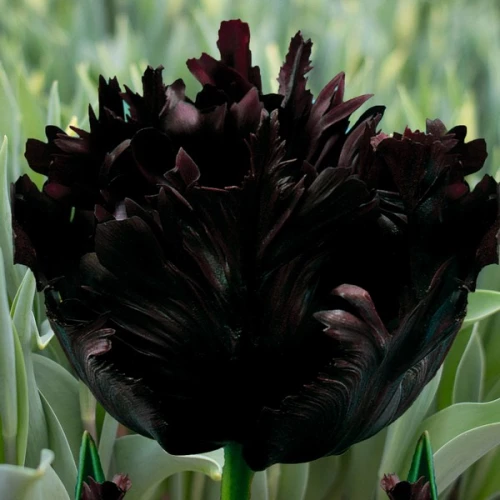 Тюльпан Папуговий Black Parrot 10/11 (2 шт )