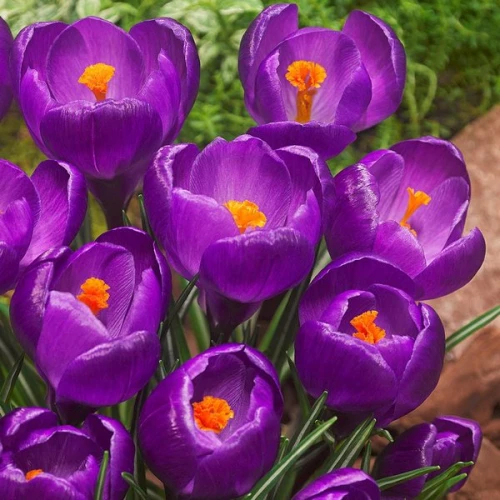 Крокус великоквітковий Flower Record 7/8 (5 шт)