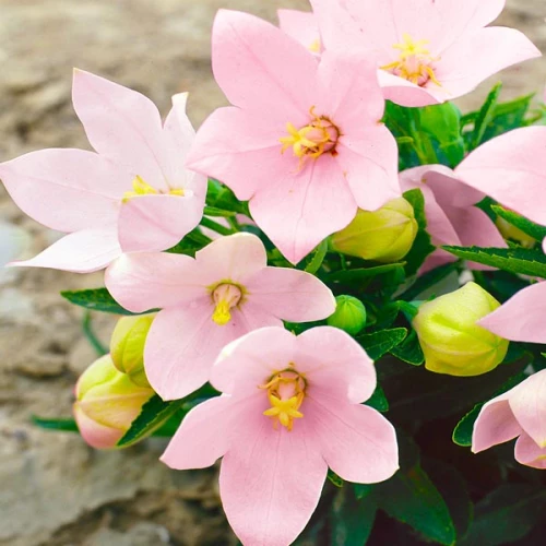 Платікодон Fuji Pink